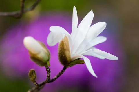 White spring flower Stock Photos