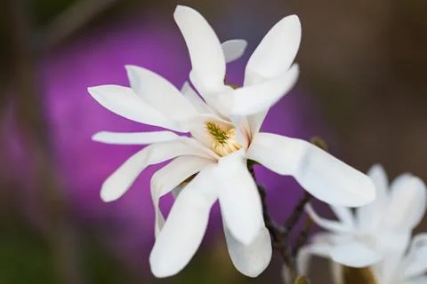 White spring flower Stock Photos