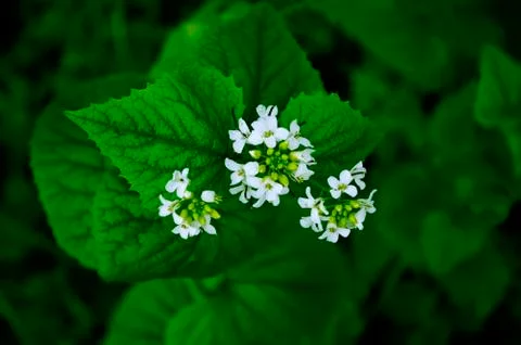 White Spring Flower Stock Photos