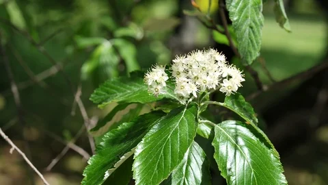 White spring flowers and green leaves of Whitebeam tree in moderate wind, 4K 스톡 동영상 107002185
