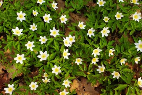 White spring flowers as the background image. Stock Photos