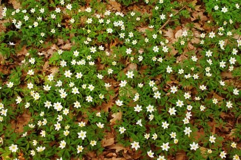 White spring flowers as the background image Stock Photos
