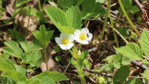 White spring flowers with a beetle on the meadow Stock Footage 150272391