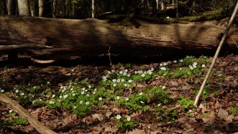 White spring flowers beneath fallen tree Stock Footage 333064678