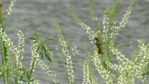 White Spring Flowers Blooming in the Breeze at the Lake Video stock 148035255