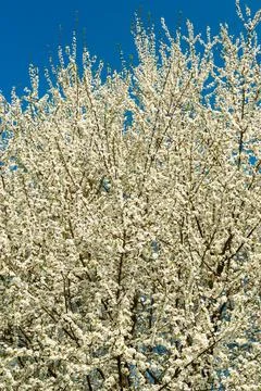 White spring flowers on a blooming tree branch with small blossoms and vibr.. Stock Photos