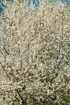 White spring flowers on a blooming tree branch with small blossoms and vibr.. Stock Photos