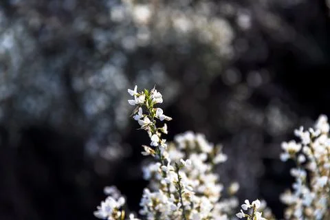 White spring flowers with blurred background. Stock Photos