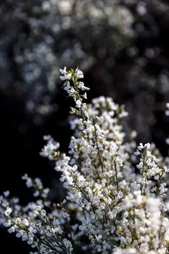 White spring flowers with blurred background. Stock Photos