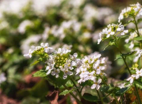 White spring flowers with blurred background. photo Stock Photos
