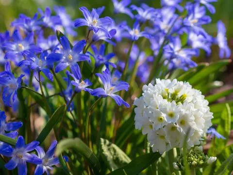 White spring flowers with blurred background Stock Photos