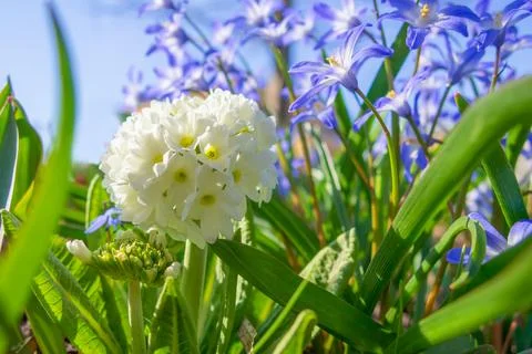 White spring flowers with blurred background Stock Photos