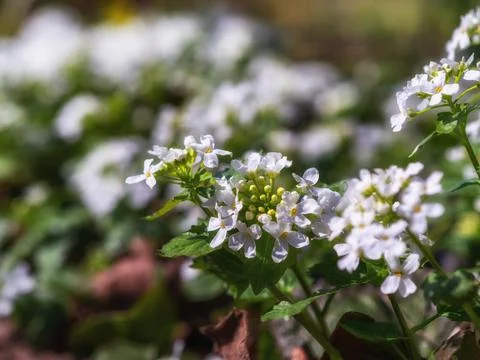 White spring flowers with blurred background Stock Photos