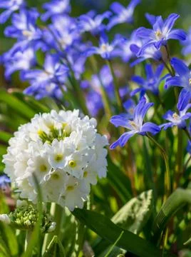 White spring flowers with blurred background Stock Photos
