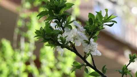 White spring flowers on branches Stock Footage 178881339