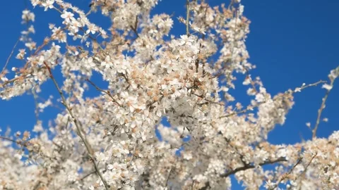 White spring flowers on branches of tree 動画素材 336381153