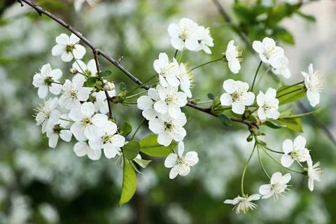White spring flowers on cherry branches Stock Photos