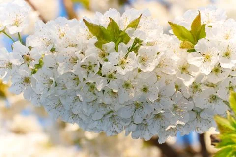 White, spring flowers of a cherry tree Stock Photos