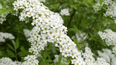 White Spring flowers Stock Footage 70718263