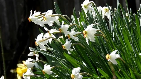 White spring flowers Video stock 88398526