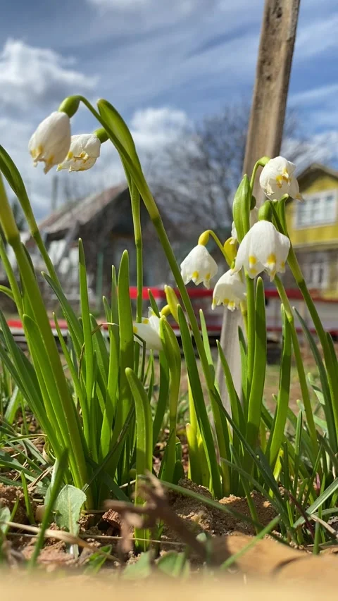 White spring flowers Stock-Footage 241296967