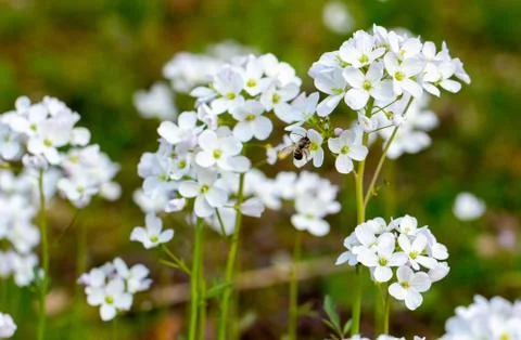 White spring flowers on a forest background. Stock Photos