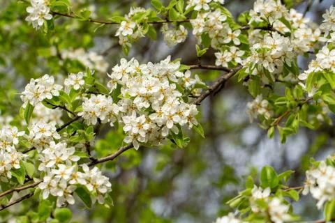 White spring flowers on a forest background. Stock Photos