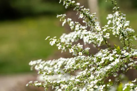 White spring flowers on a forest background. Stock Photos