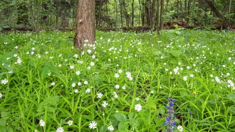 White Spring Flowers in the Forest. Soft focus. Stock Footage 155324352
