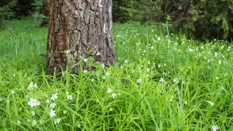 White Spring Flowers in the Forest. Soft focus. Vídeo Stock 168398803