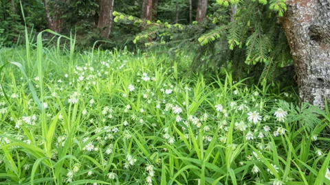 White Spring Flowers in the Forest. Soft focus. Stock Footage 168795442