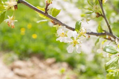 White spring flowers on fruit tree in spring Stock Photos