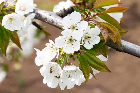 White spring flowers on fruit tree in orchard cherry blossom Stock Photos