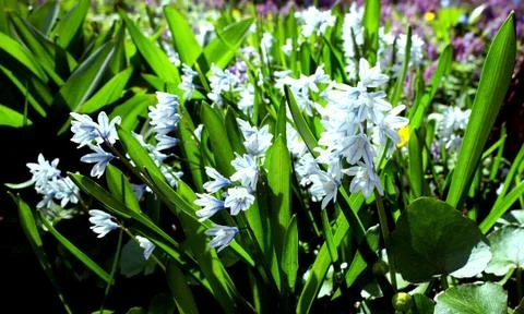 White spring flowers in the grass Foto stock
