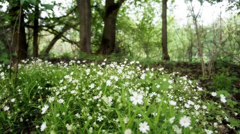 White spring flowers in green spring forest Stock Photos