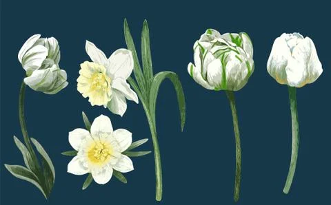 White spring flowers, light tulips and narcissus Stock Illustration