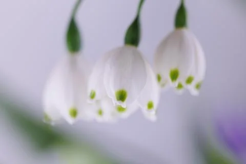 White spring flowers macro Photos