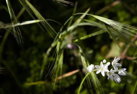 White spring flowers Foto stock