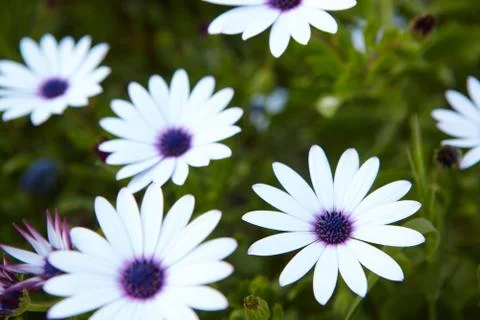 White spring flowers Stock Photos
