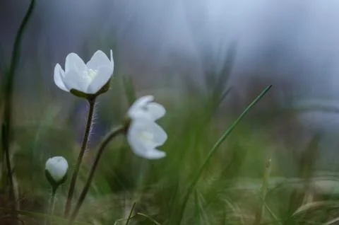 White spring flowers Stock Photos