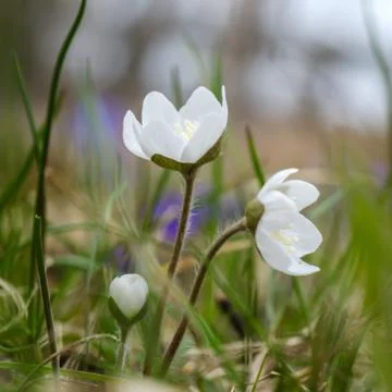 White spring flowers Stock Photos