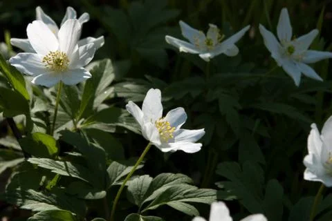 White spring flowers Stock Photos