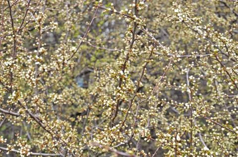 White spring flowers Stock Photos