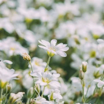 White spring flowers Stock Photos