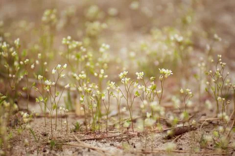 White spring flowers Photos