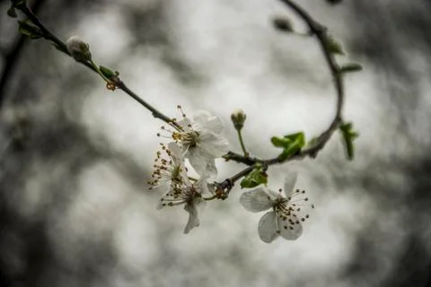 White Spring Flowers Stock Photos