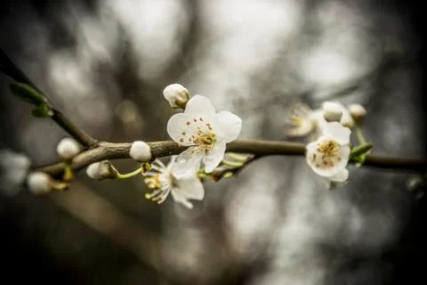 White Spring Flowers Stock Photos