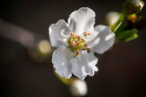 White Spring Flowers Stock Photos
