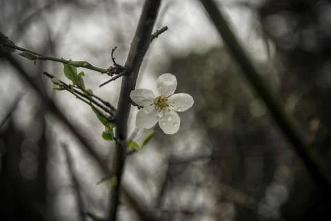 White Spring Flowers Stock Photos
