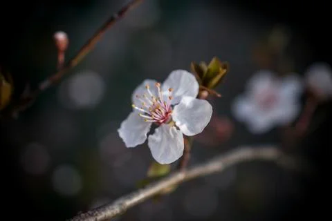 White Spring Flowers Stock Photos
